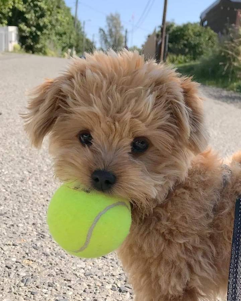 Dog
