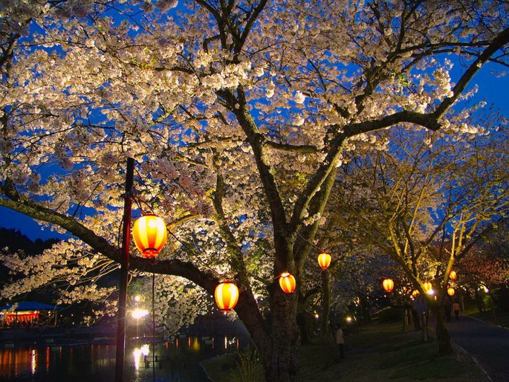 cherry blossoms lit up at night