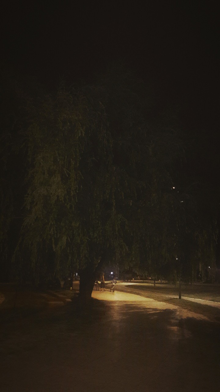 Willow tree 