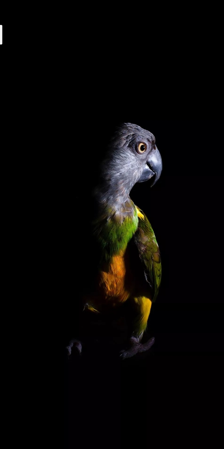 bird
