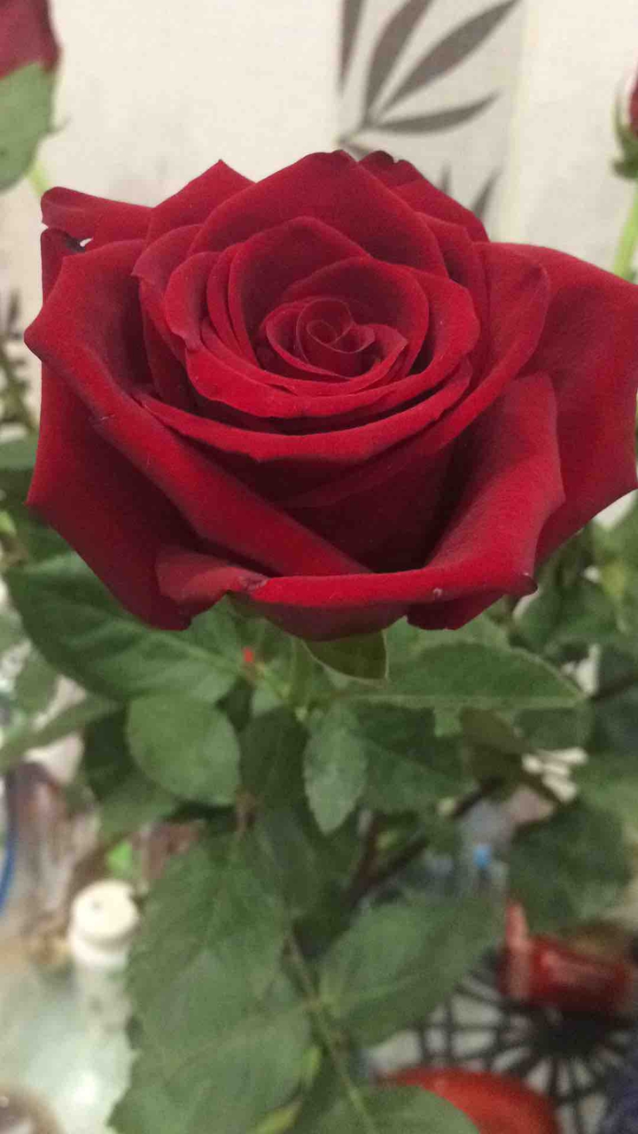 Роза на даче