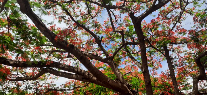 trees