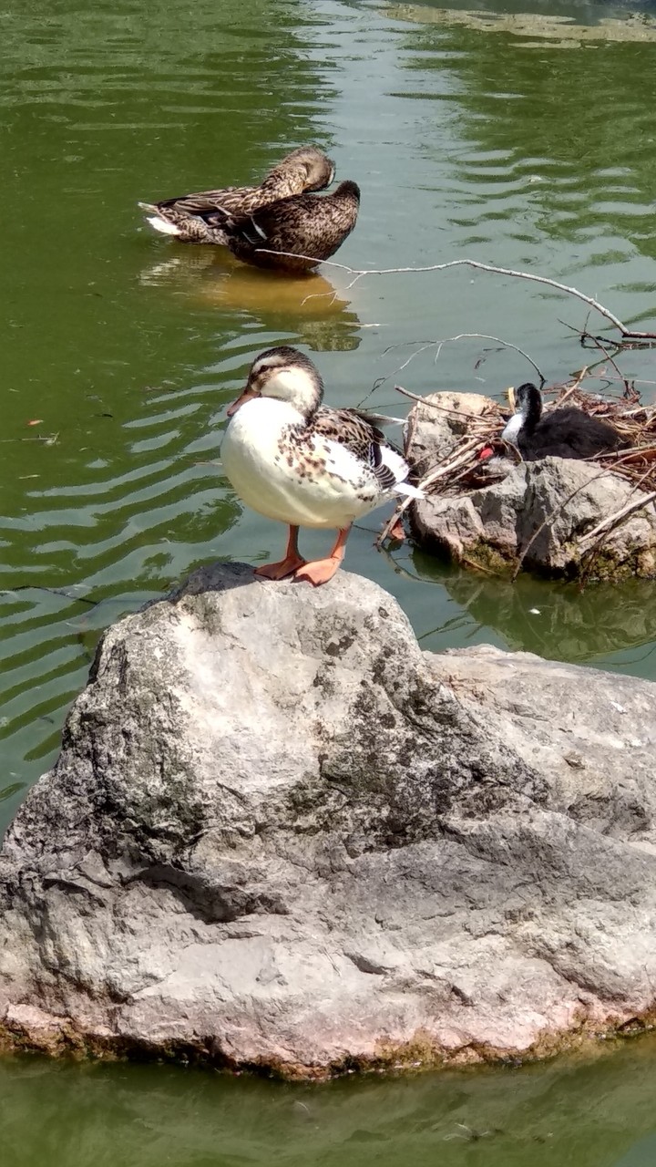 canards