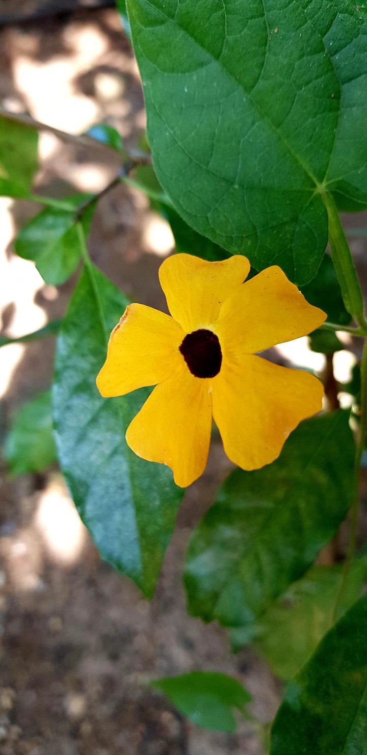 Yellow flower