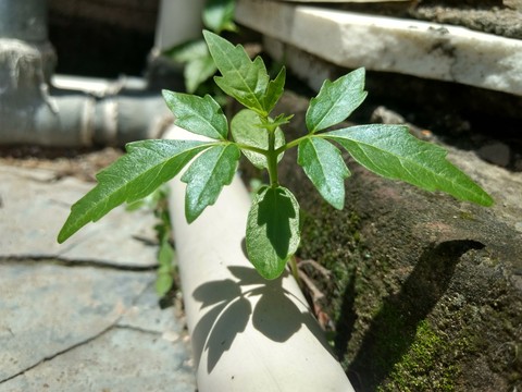 growing life