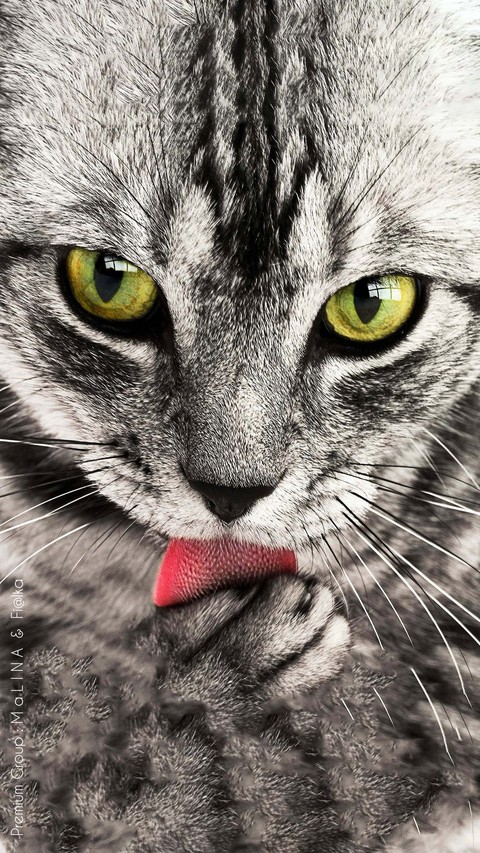 cate