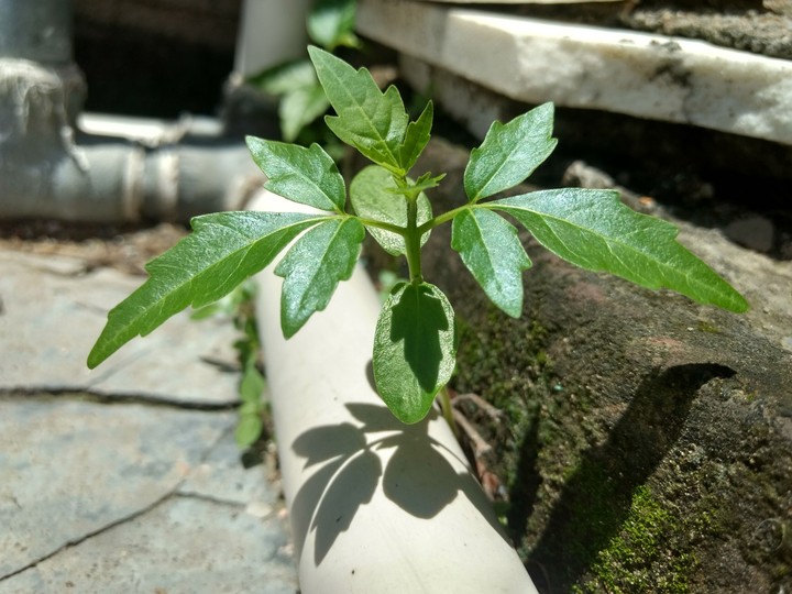 growing life