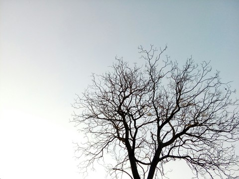 Tree growing through bliss