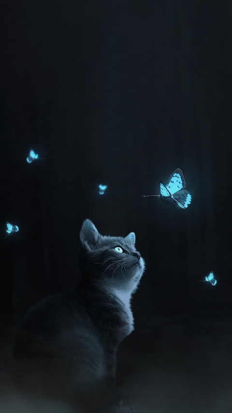 kitty