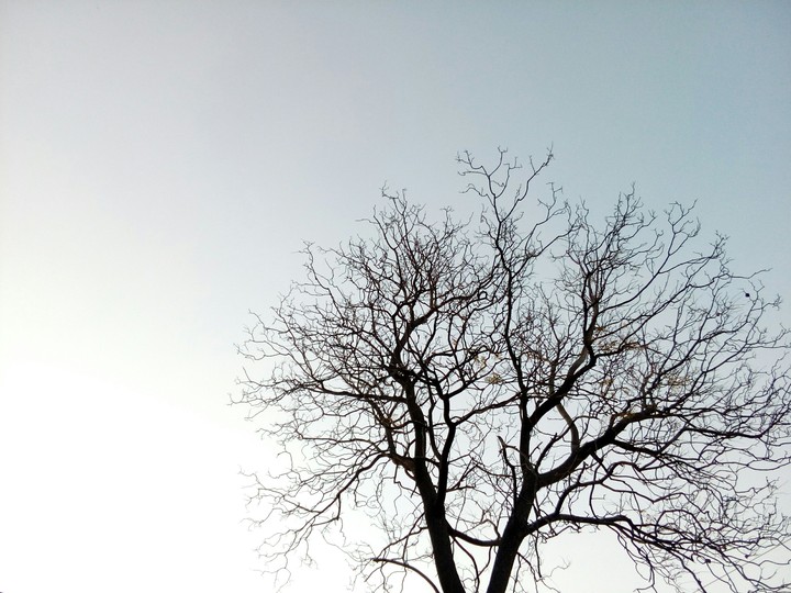 Tree growing through bliss