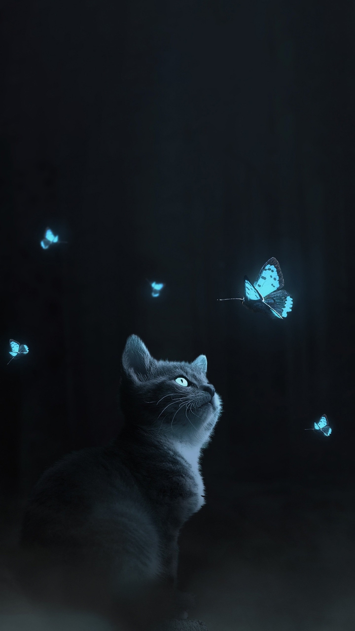 kitty
