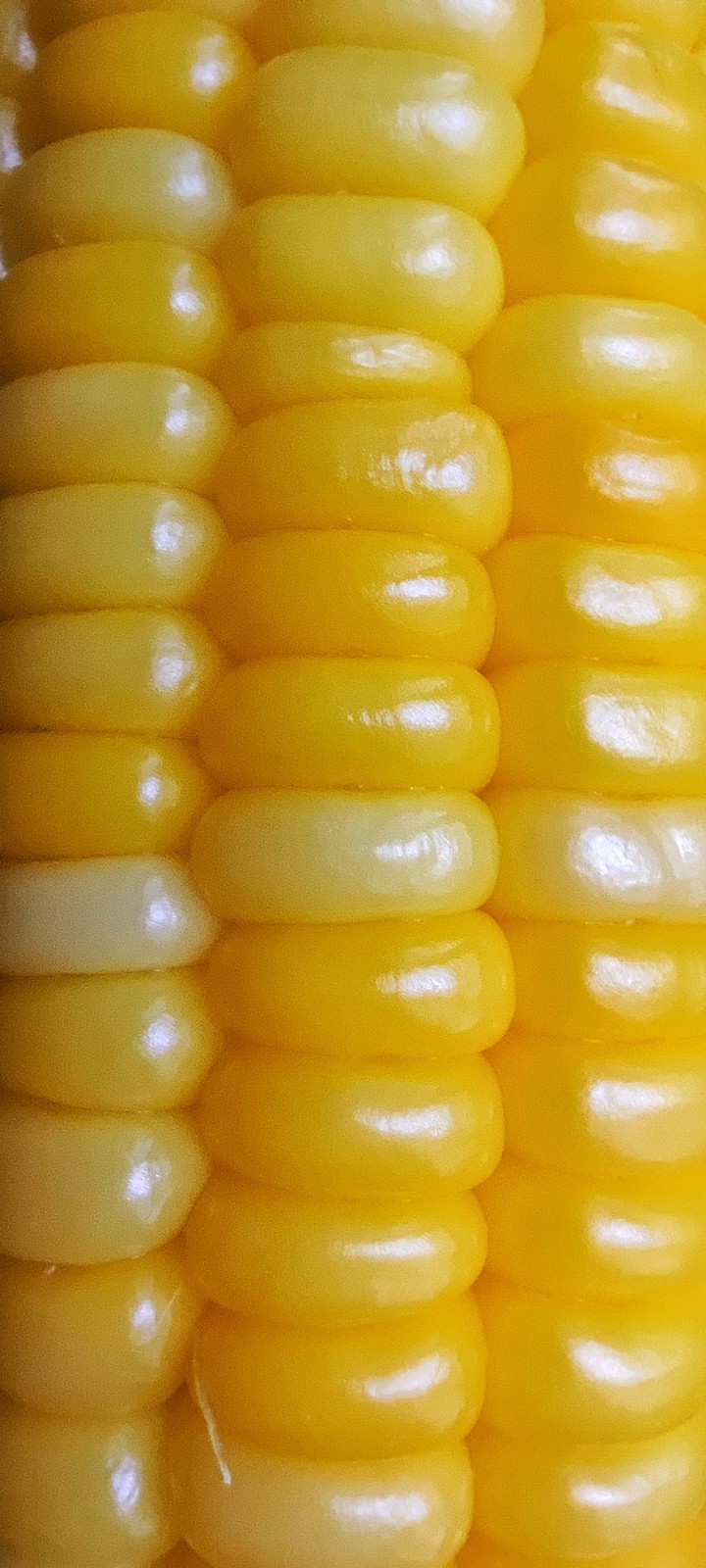 sweet corn
