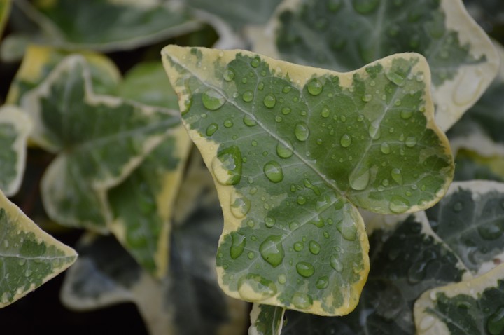 Lierre de pluie