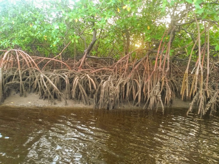 Praia De Maracaípe
