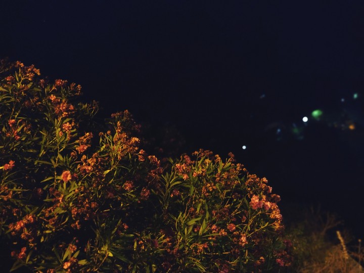 Fiori