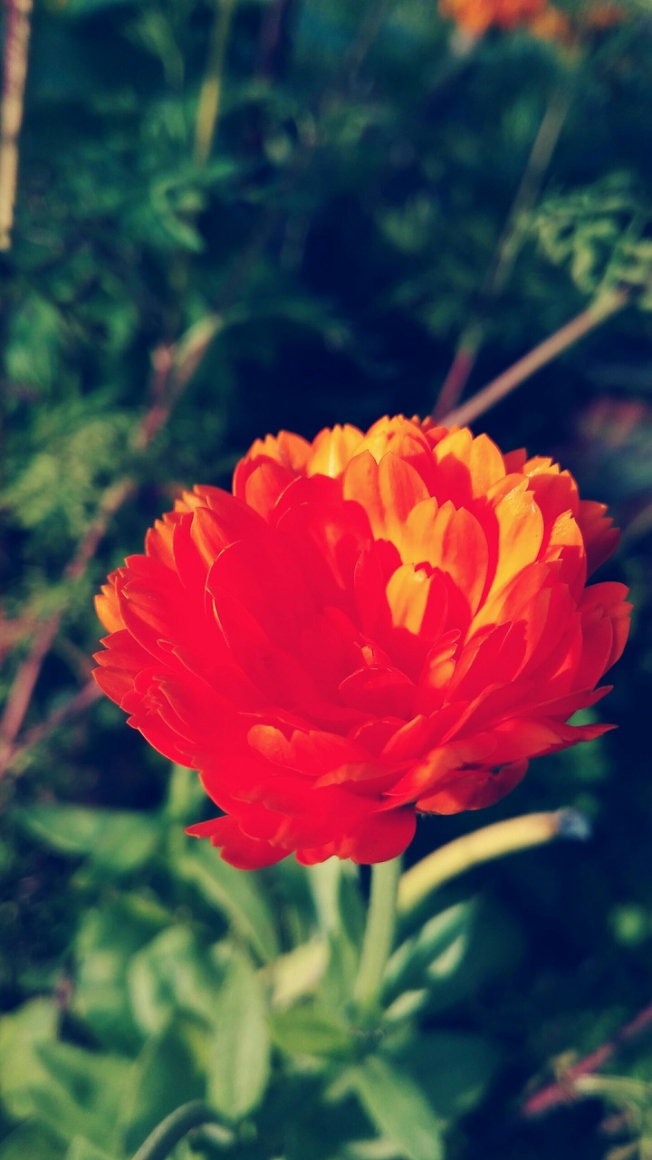 orange <3