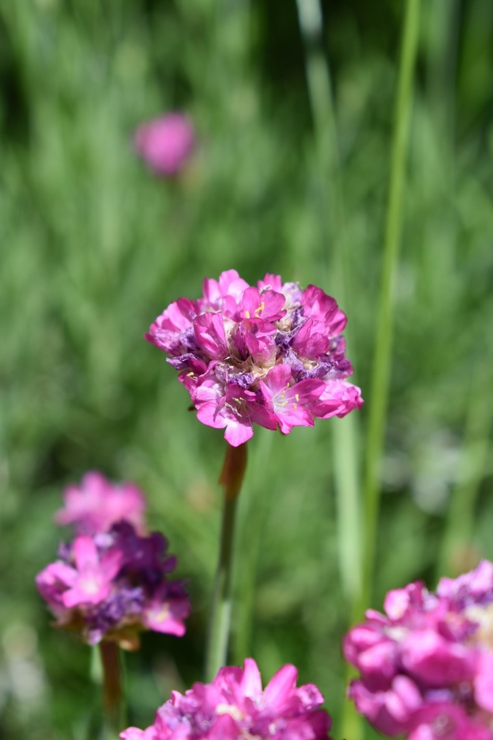 Rosa Blume