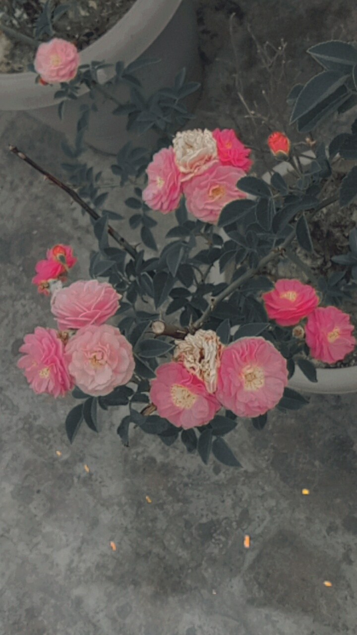 cute rose