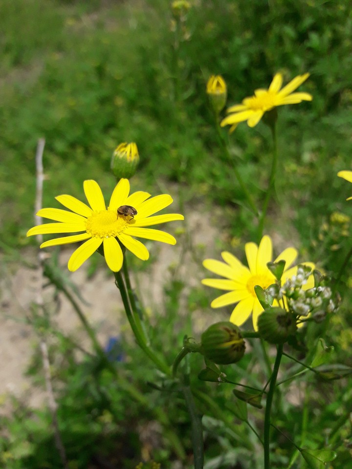 flOwers?