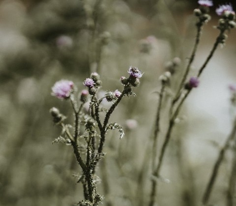 тапети petal, Close-up