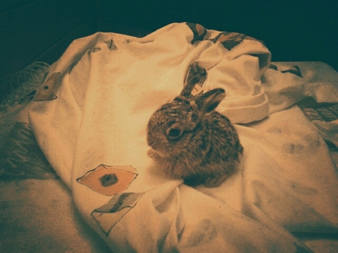 bunny