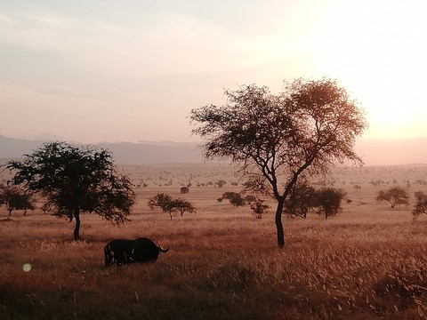 Afrika