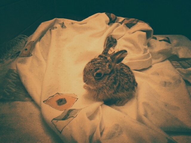 bunny