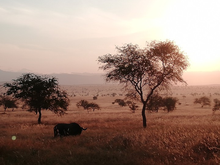 Afrika