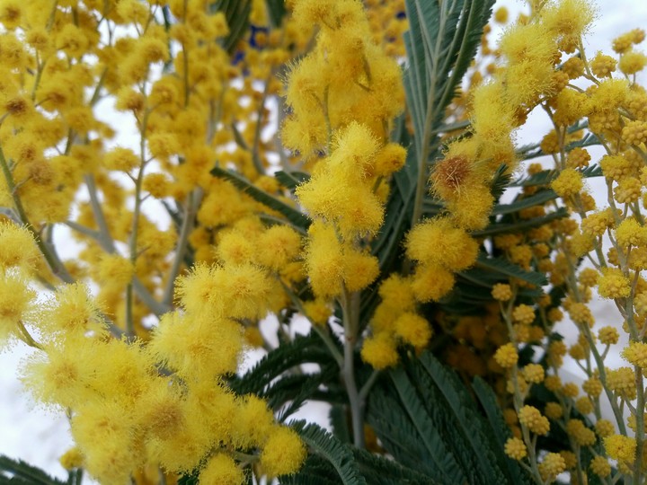 Mimosa