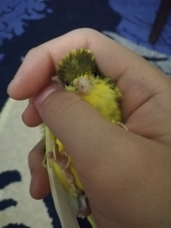 канарейка