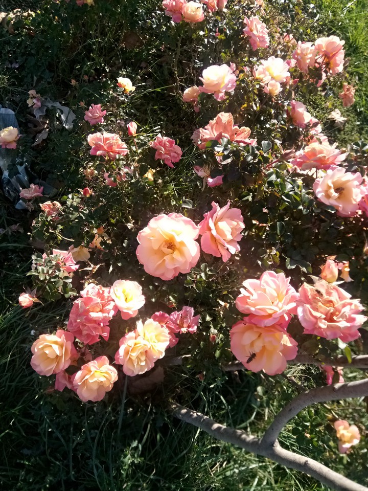 flowers
