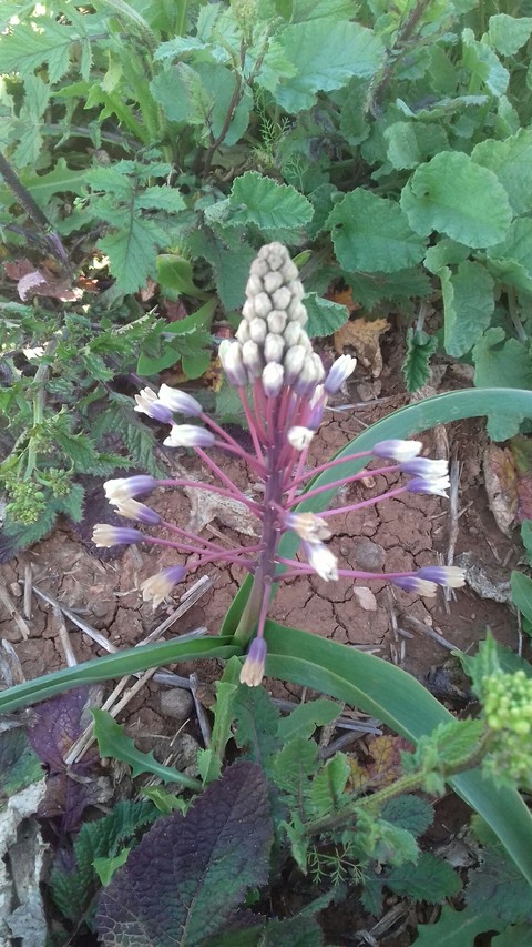 sfondi barlia, wildflower
