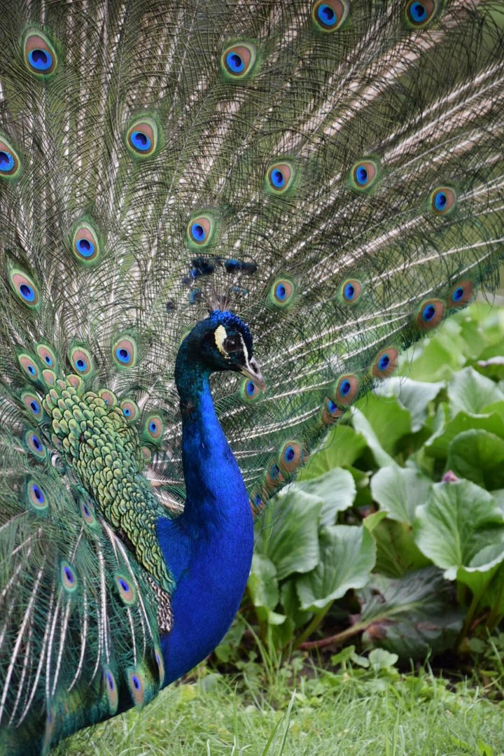 Peacock