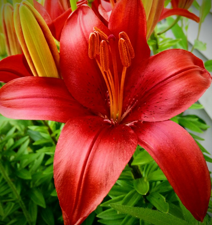 red lily