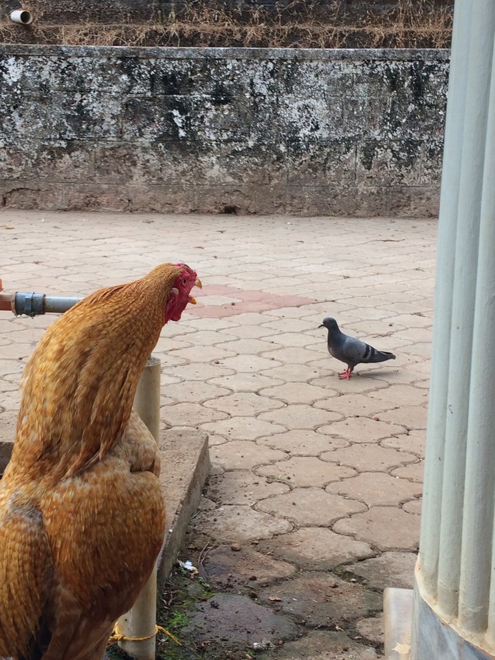 birds