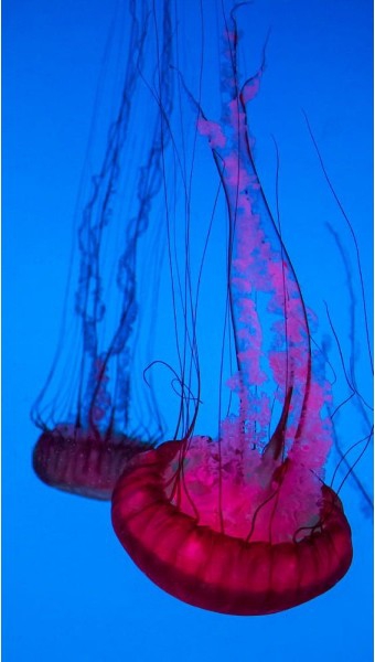 Colorful Jellyfish