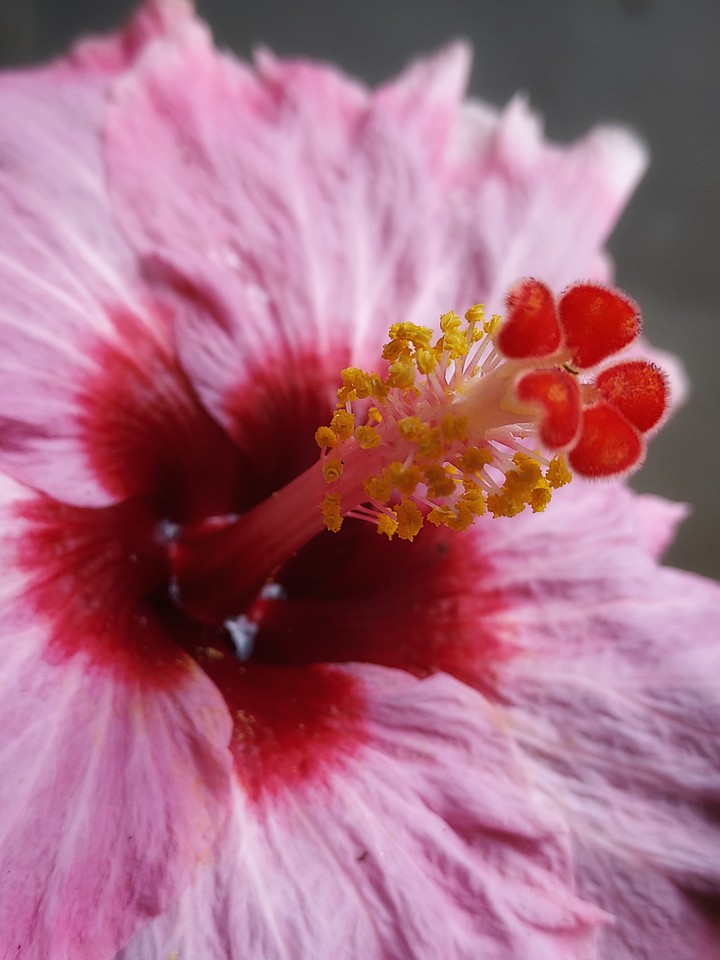 Chrysanthemum❤