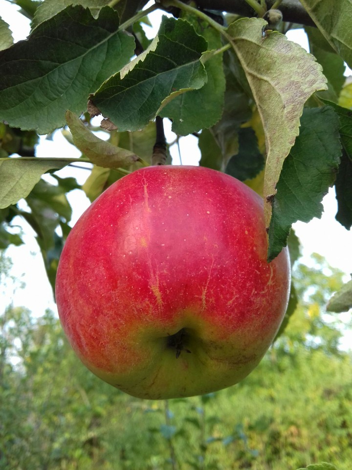 apple