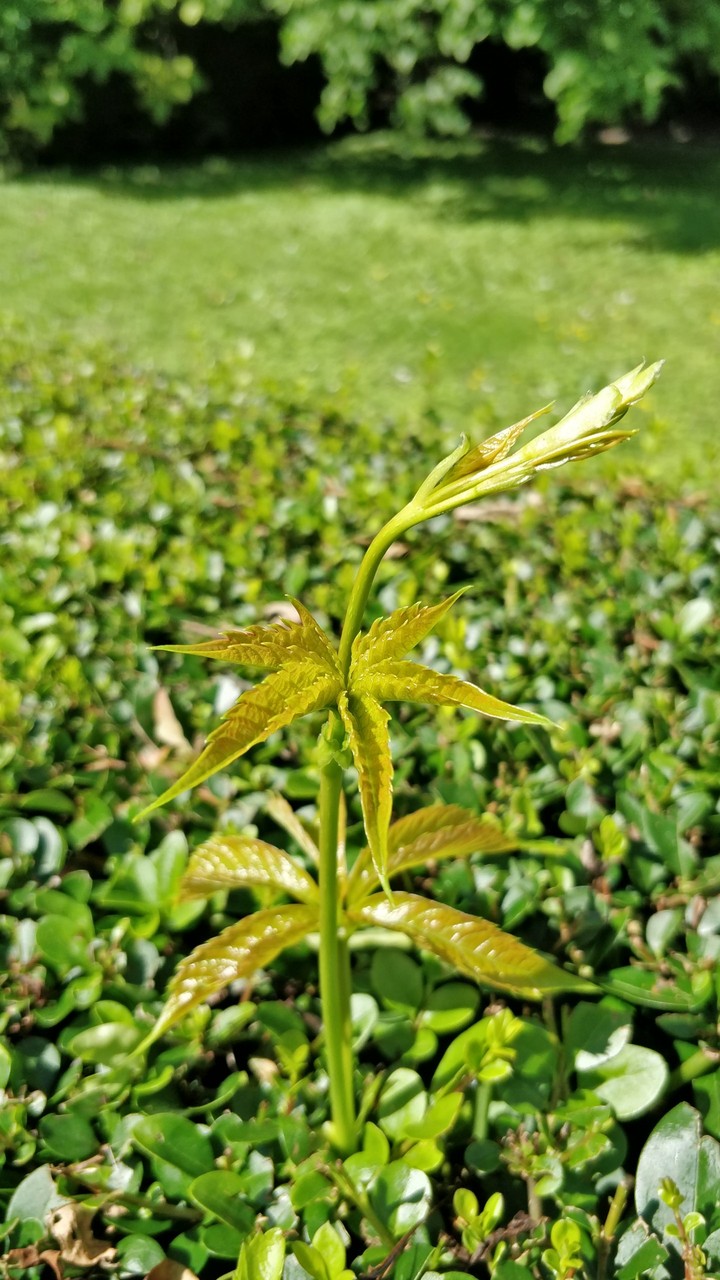 Hungary plant.