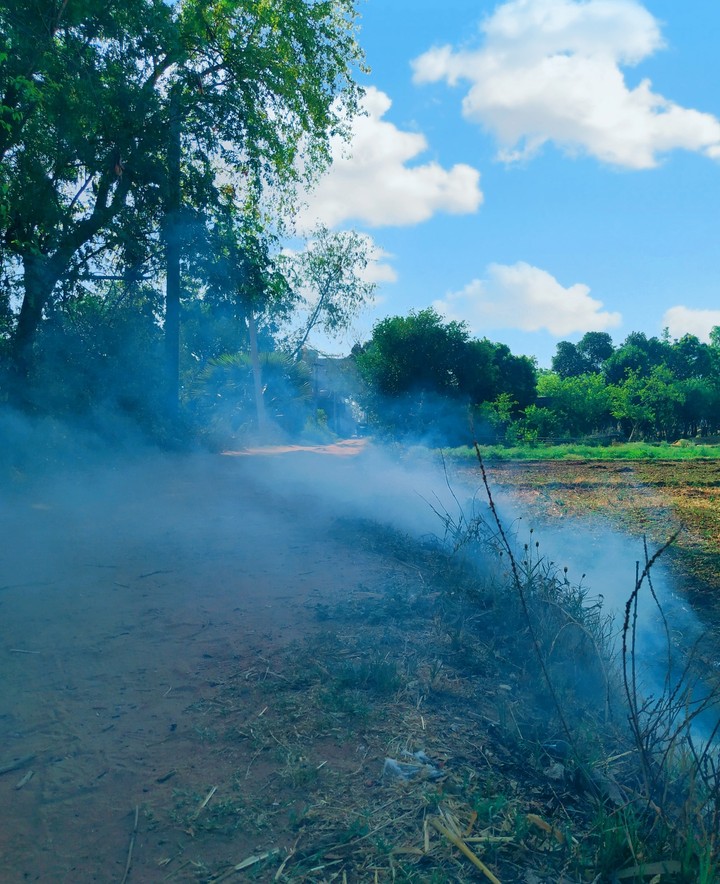smoke in the jungle