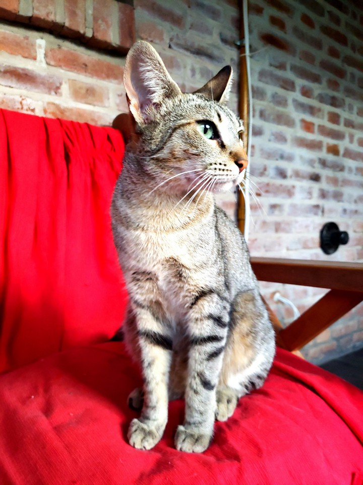 gatito