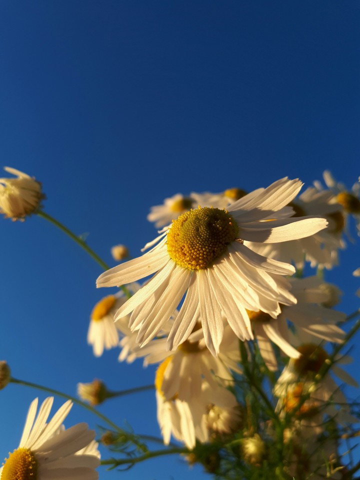 Summer flowers