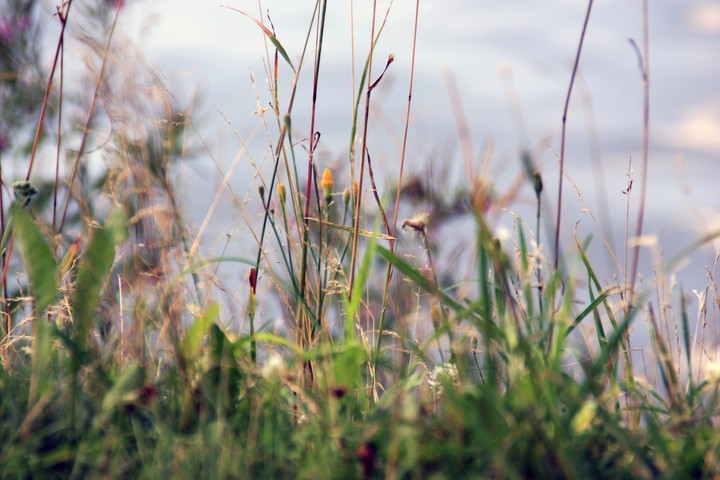 Wild grass