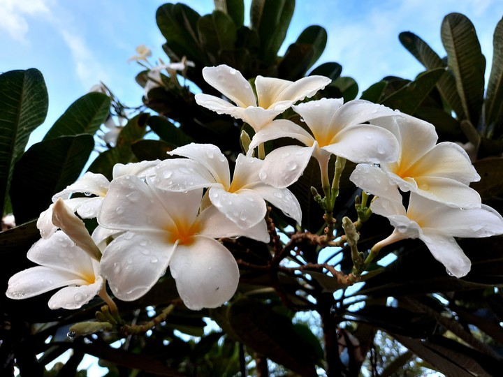flower