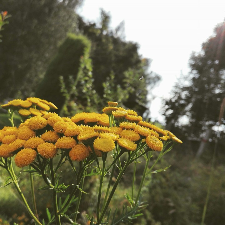 yellow plant