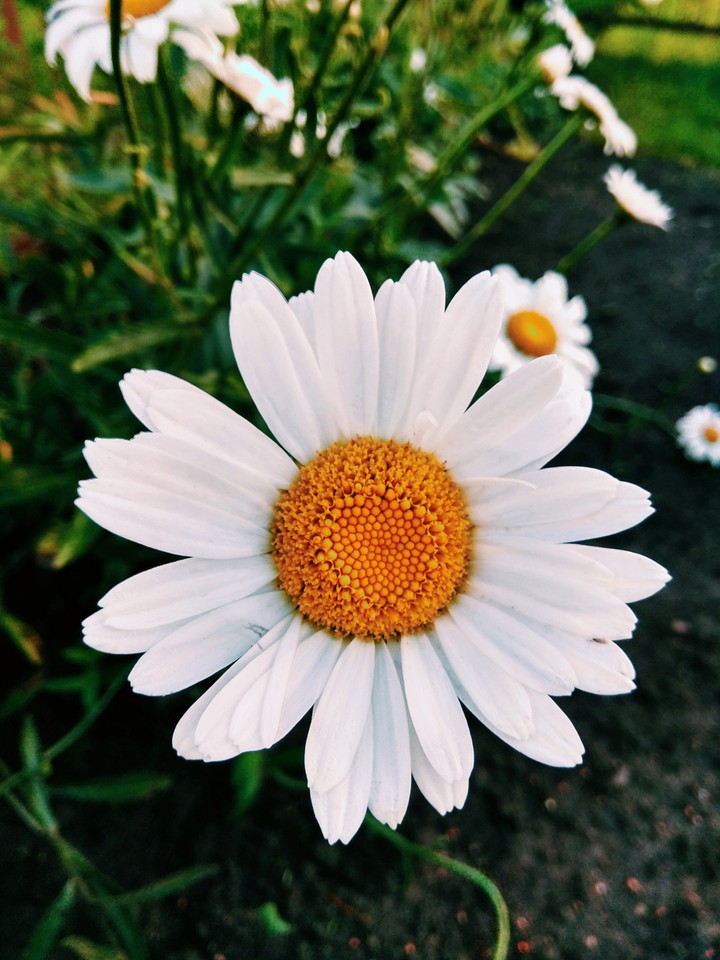 Camomile