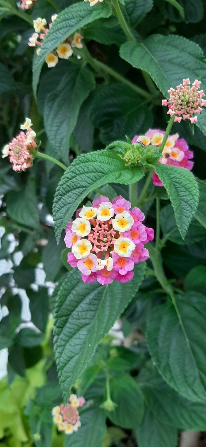 Blume