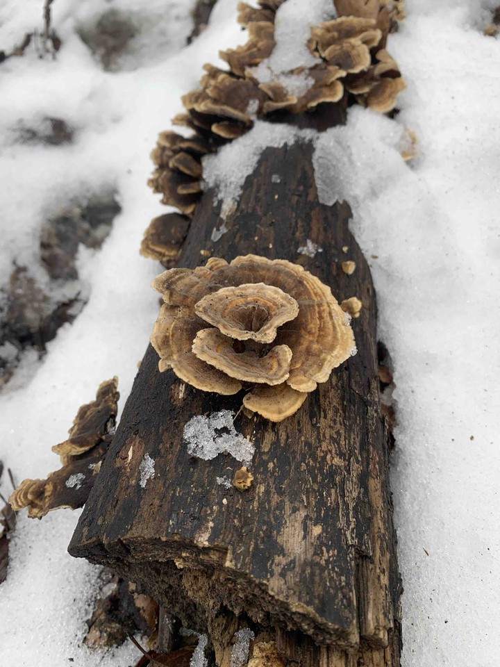 Wooden rose