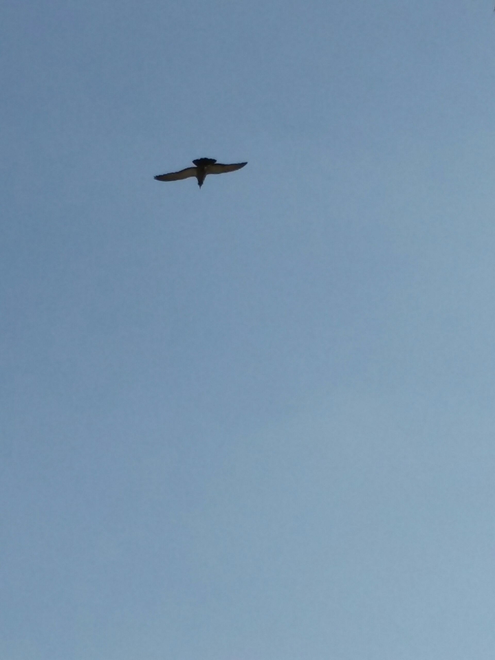 the bird