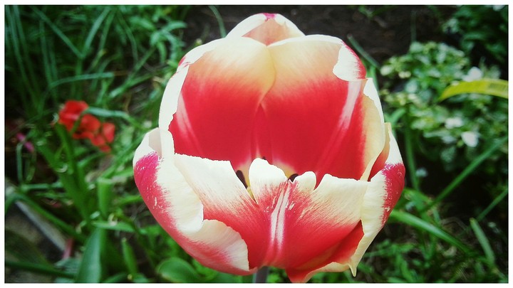 awesome flower